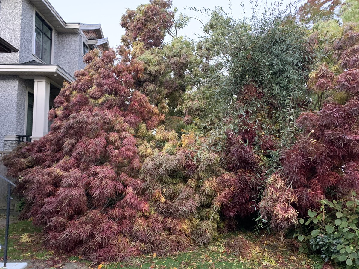 A close call during the #BCStorm in #EastVan, where a massive tree came down on a woman’s house. Luckily she wasn’t there… she arrived home minutes after this happened.