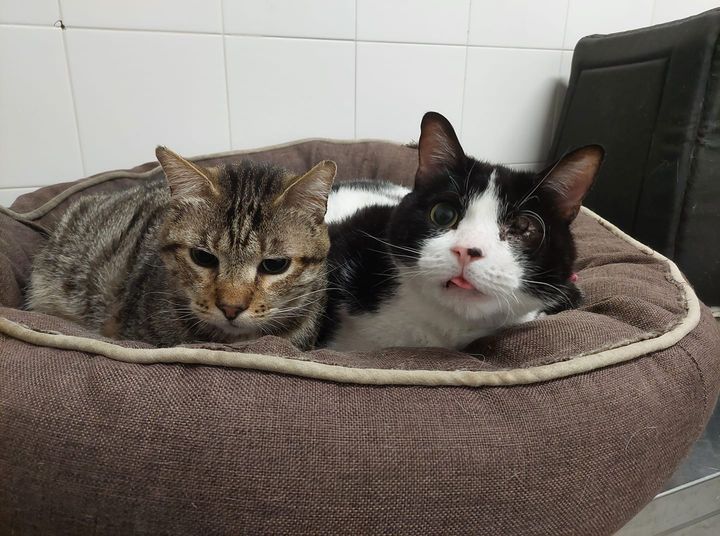 ImprontaC's tweet photo. Quando siete sul divano e guardate la tv vi sentite soli, come se vi mancasse qualcosa? 
Quando cucinate vorreste qualcuno che vi rubi la cena di nascosto?
Vorreste adottare un gatto ma uno è troppo poco e tre sono tanti?
Allora Pepe e Denver fanno proprio a caso vostro! https://t.co/igqZV1Oe7Z