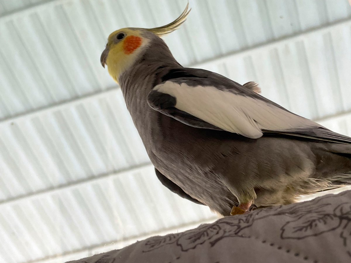 This morning Mama was being slow about getting me out of my sleep cage, and I wasn’t feeling patient. I finally just started repeating “Do you want to go to your cage?” Eventually she got the hint…thankfully…