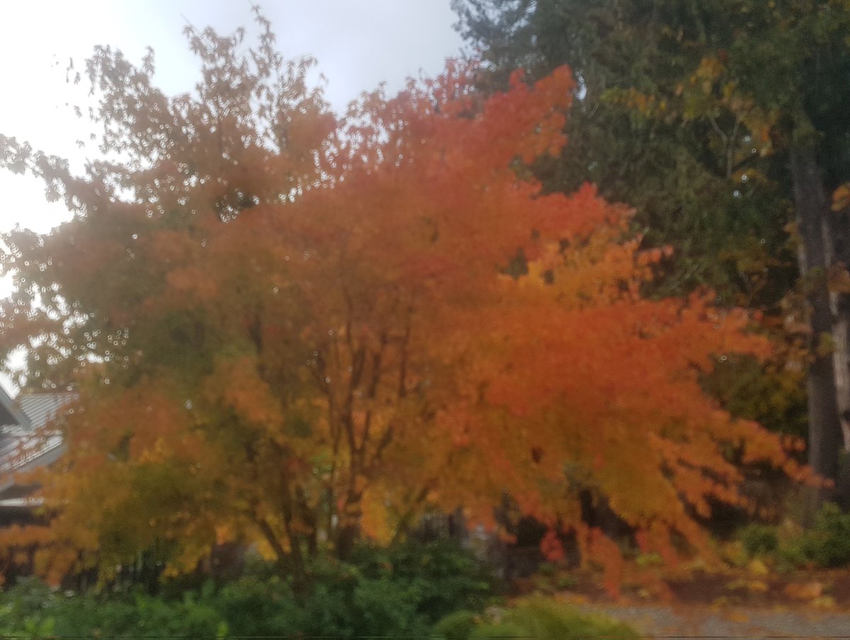 LightReflectOn's tweet image. Colorz of Fall, #todayslight #julesoflight