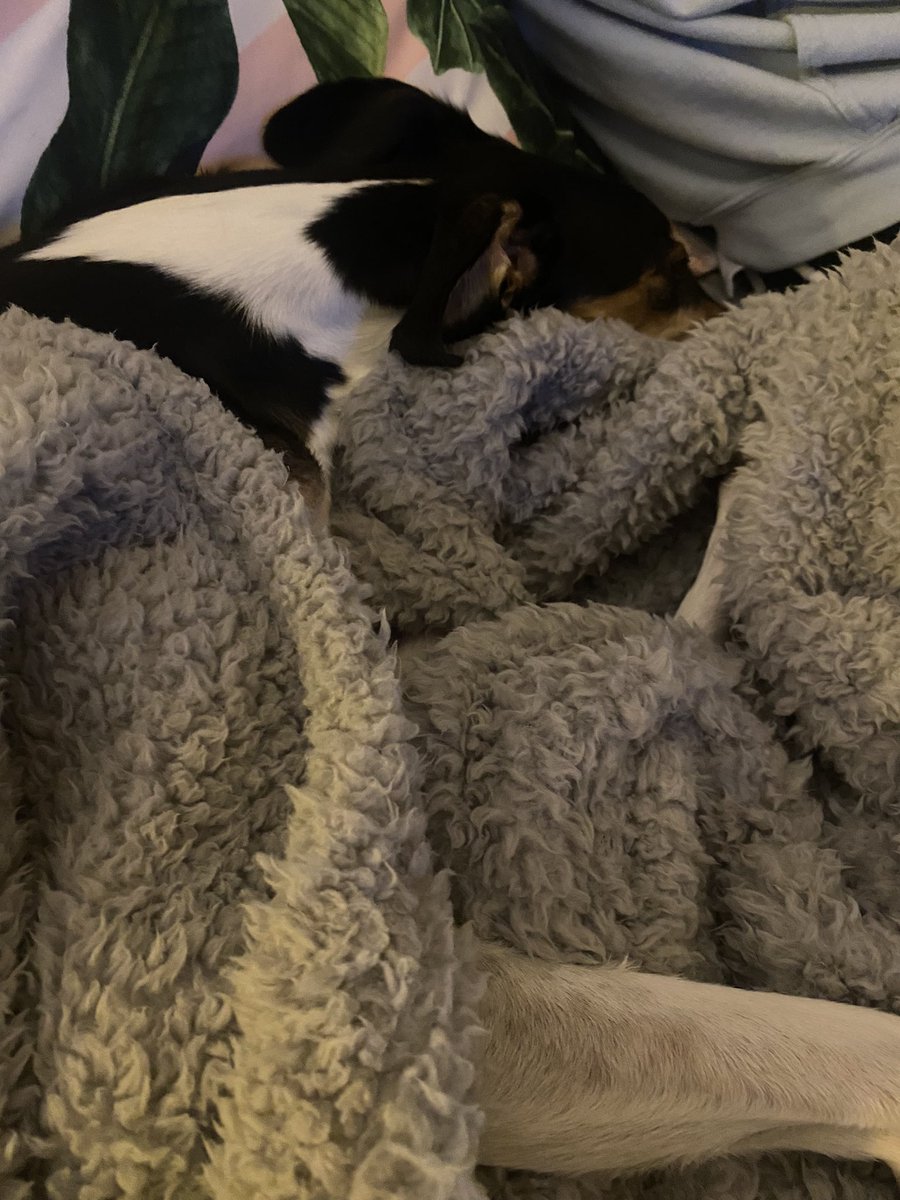 Bill is usually really distressed by the fireworks but #PetClassics are really helping him relax 🐶😴 thankyou <a href="/ClassicFM/">Classic FM</a>