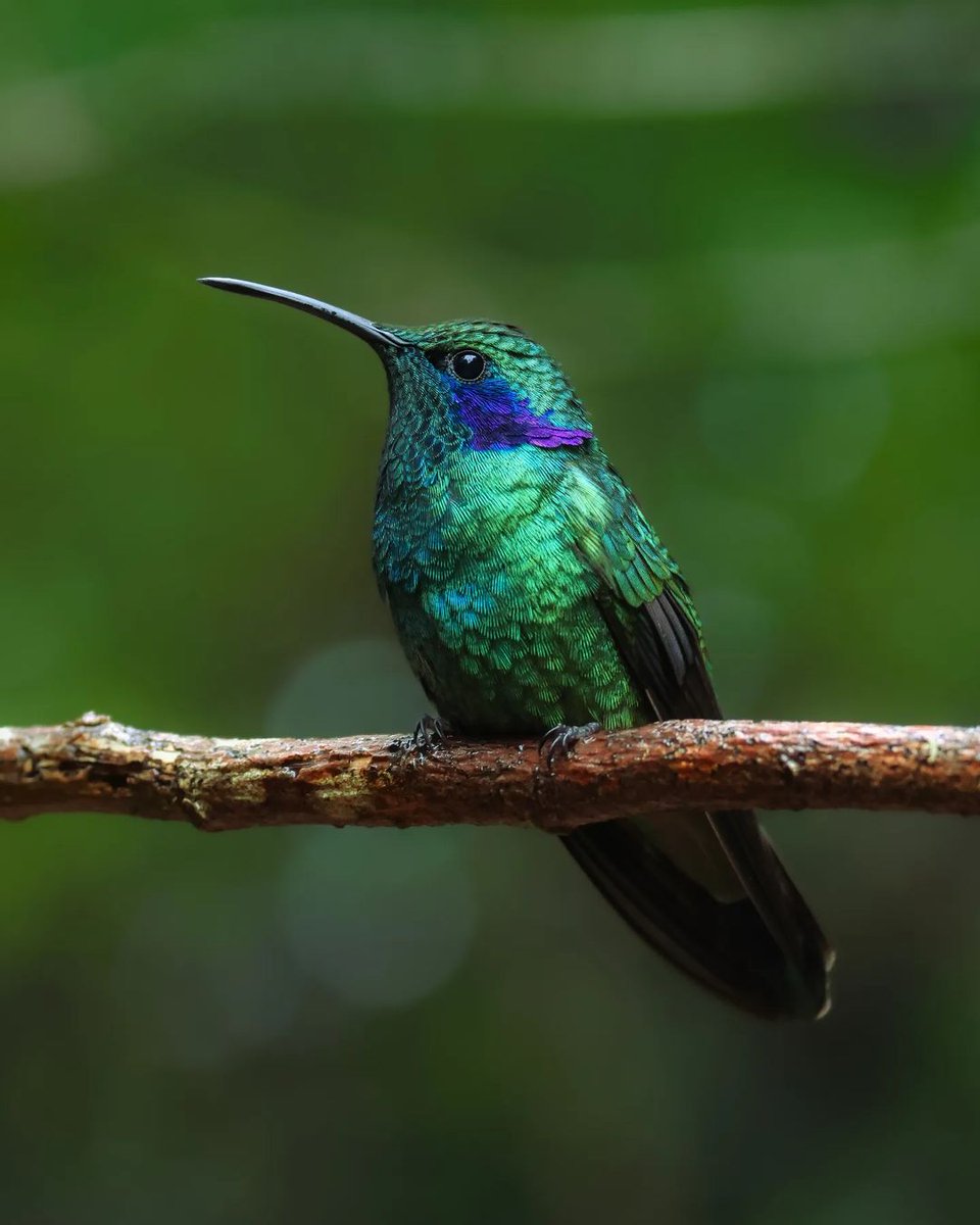 Even the hummingbird needs to slow down for a second. 📍: Costa Rica 📷 : stebanfrey