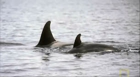 I wish SeaWorld would honor Corky II for who she is, Northern Resident A16. More importantly, use the opportunity to focus more on raising awareness for her relatives with pinpointed presentations. Instead of using this for her advantage, I feel they mainly use her for theirs.