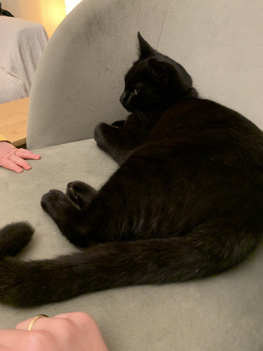 TheGasWoman's tweet image. Basil enjoying his Saturday night with the sounds of @ClassicFM #PetClassics (expertly ignoring the wandering baby hand, but eyes open just in case!)