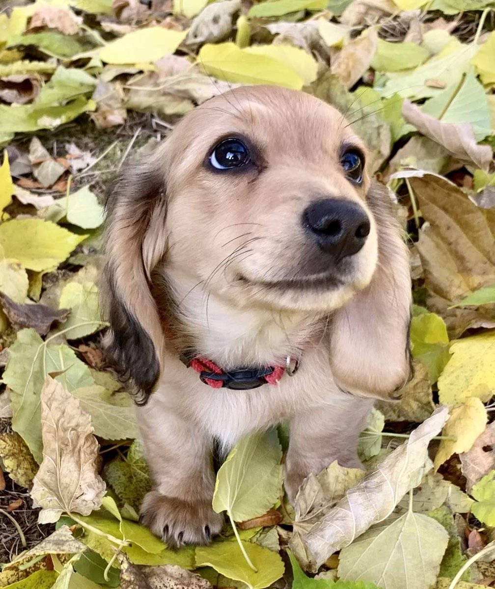 Where are my pet lovers, drop a pic of your baby🥹😍