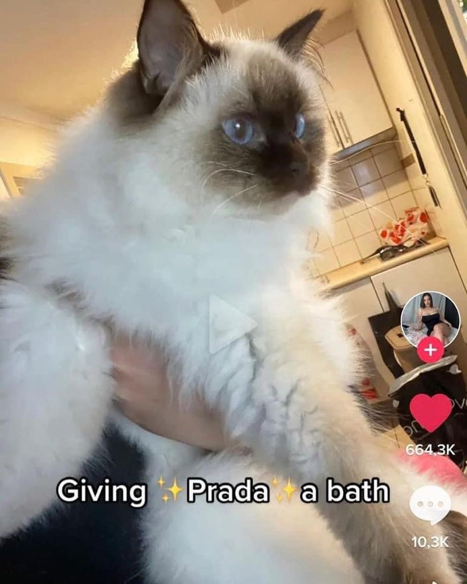 catpicsdealer's tweet image. 