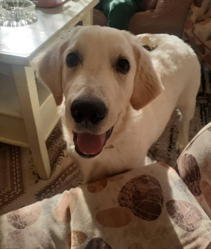 Kuzey gençlik hastalığına yakalandı ve şu an tedavi oluyor. Doktor yatış verdi fakat masraflarını karşılayamıyoruz. Eğer bugünün masraflarını ödeyemezsek veteriner onu geri verecek ve ölecek. Günlük yatış için 350 TL'ye ihtiyacımız var. Desteğe ihtiyacımız var, lütfen yayalım