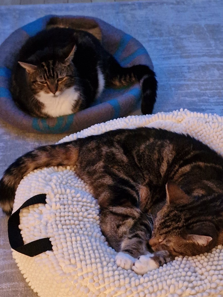 janinashewolf's tweet photo. @ClassicFM @CharlotteHawkns Awesome job at calming two of my Furbabies, thank you @ClassicFM https://t.co/bSa9RmUMAC