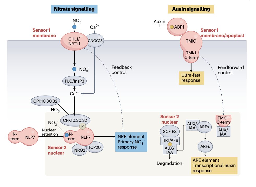 Gabriel Krouk 光希 tweet media