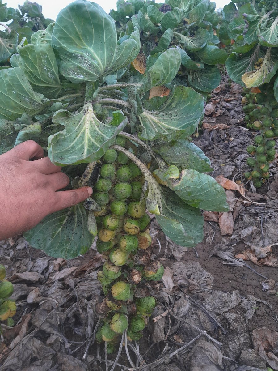 Resultaten spruitkoolplatform worden volgende week gepresenteerd aan de telers. Als u, de consument, deze kwaliteit accepteerd, kunnen wij stoppen met chemische gbm.