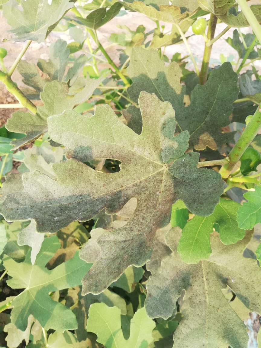 بياض دقيقي و عناكب 
رش 
١مل مبيد مادته الفعالة ازوكسي ستروبين مع ١مل مكتين لكل ليتر ماء و تعاد بعد ١٠ ايام