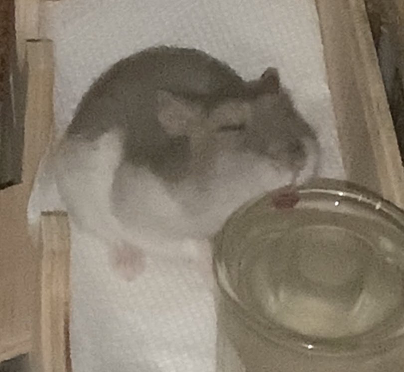 Biscuit doesn’t know how to drink water, he just likes licking the glass