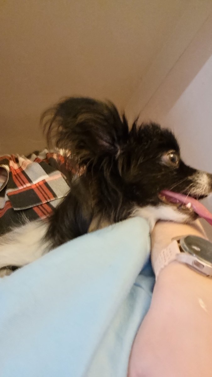 AmyLou1009's tweet photo. Got one very scared dog right now.He's literally shaking so much he fell over. Tail and ears down, tongue out. Refusing to eat/drink.
Do like fireworks but the severe stress it's putting on his little body is awful. Don't know what else to do....
#fireworks #poordog #scareddog https://t.co/27k7iaWTNN