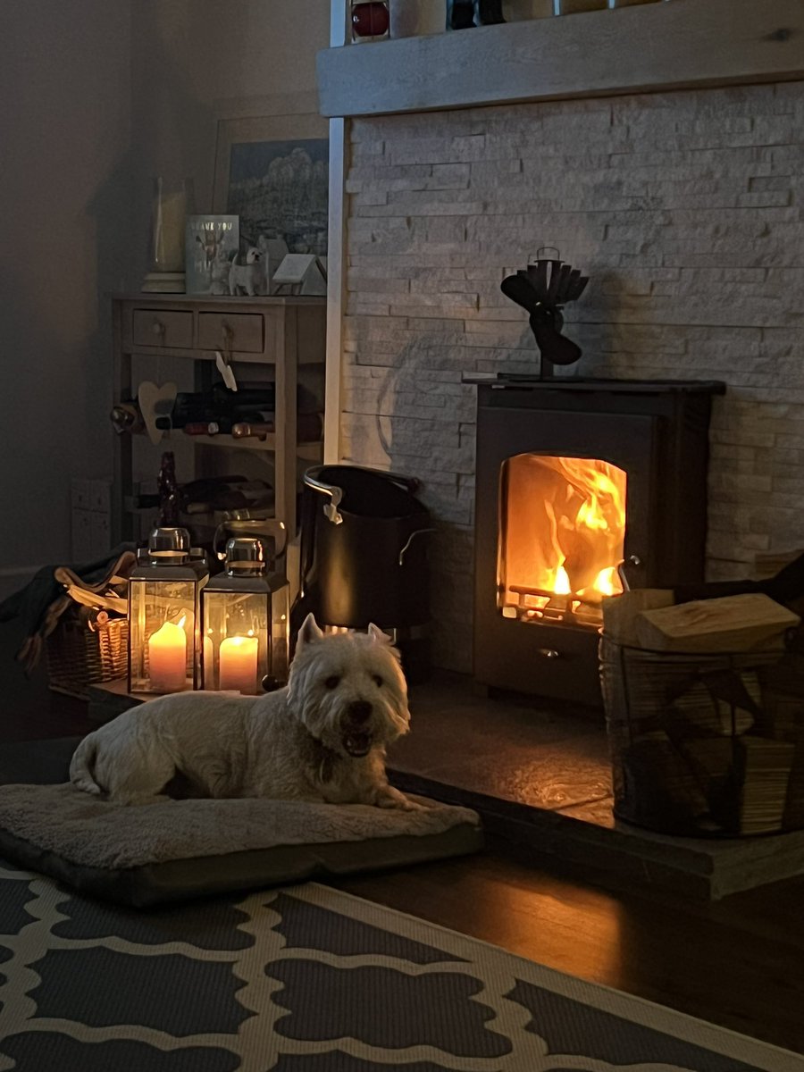 mrjacstorey's tweet photo. @absoluteradio we’re tuned in to classic rock and not the fireworks! If you want to mention me I’m Mr Jac  😄#happydog #happypup #whatfireworks #rockdog #absoluteclassicrock https://t.co/W3O6SwW7xg