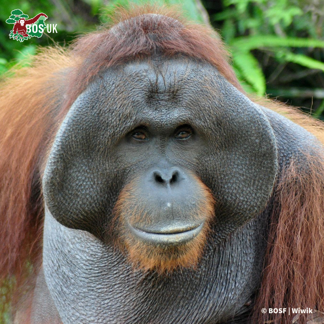 BOS UK on Twitter: "Have you ever looked at a mature male #orangutan thought, where are your ears? 🤔 Here's a 📷 that with the 📷 1 is Bujang who
