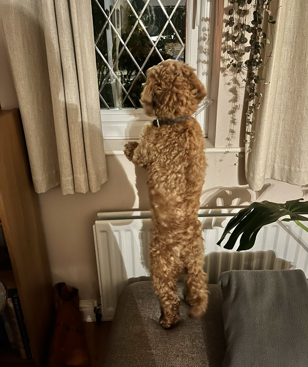 NicolaFurbisher's tweet photo. This girl has definitely inherited the gun dog gene. She wants to play out. She doesn’t realise how lucky she is… #plotnight #BonfireNight2022 https://t.co/6FCZwpxMvu