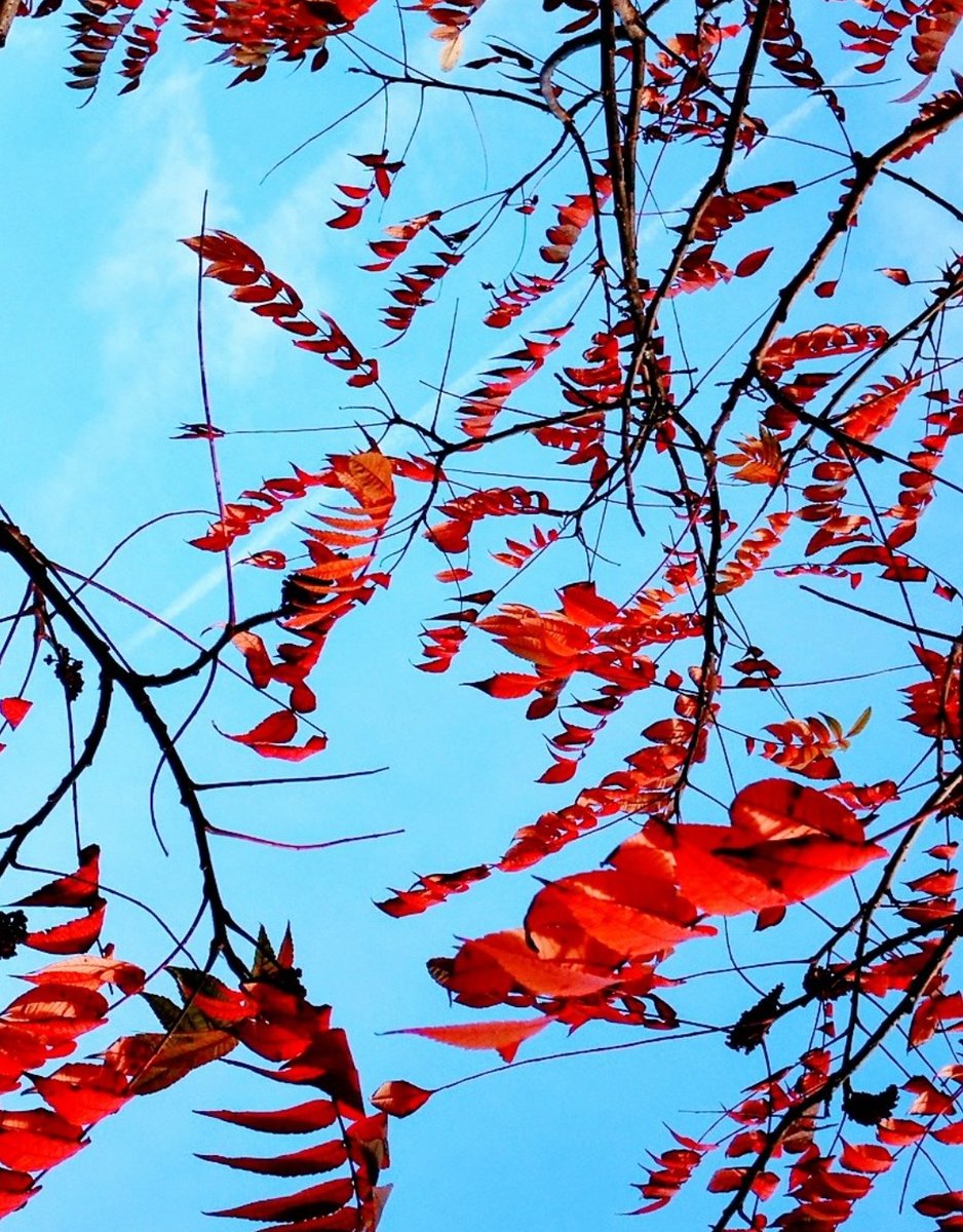 TogherAnne's tweet photo. Autumn redโค๏ธ
Wishing you all a good month ahead๐๐๐ซ
#Autumn #NatureBeauty #Redleaves #bluesky #beautifulbranches #happynovember https://t.co/PqJsq74SLi