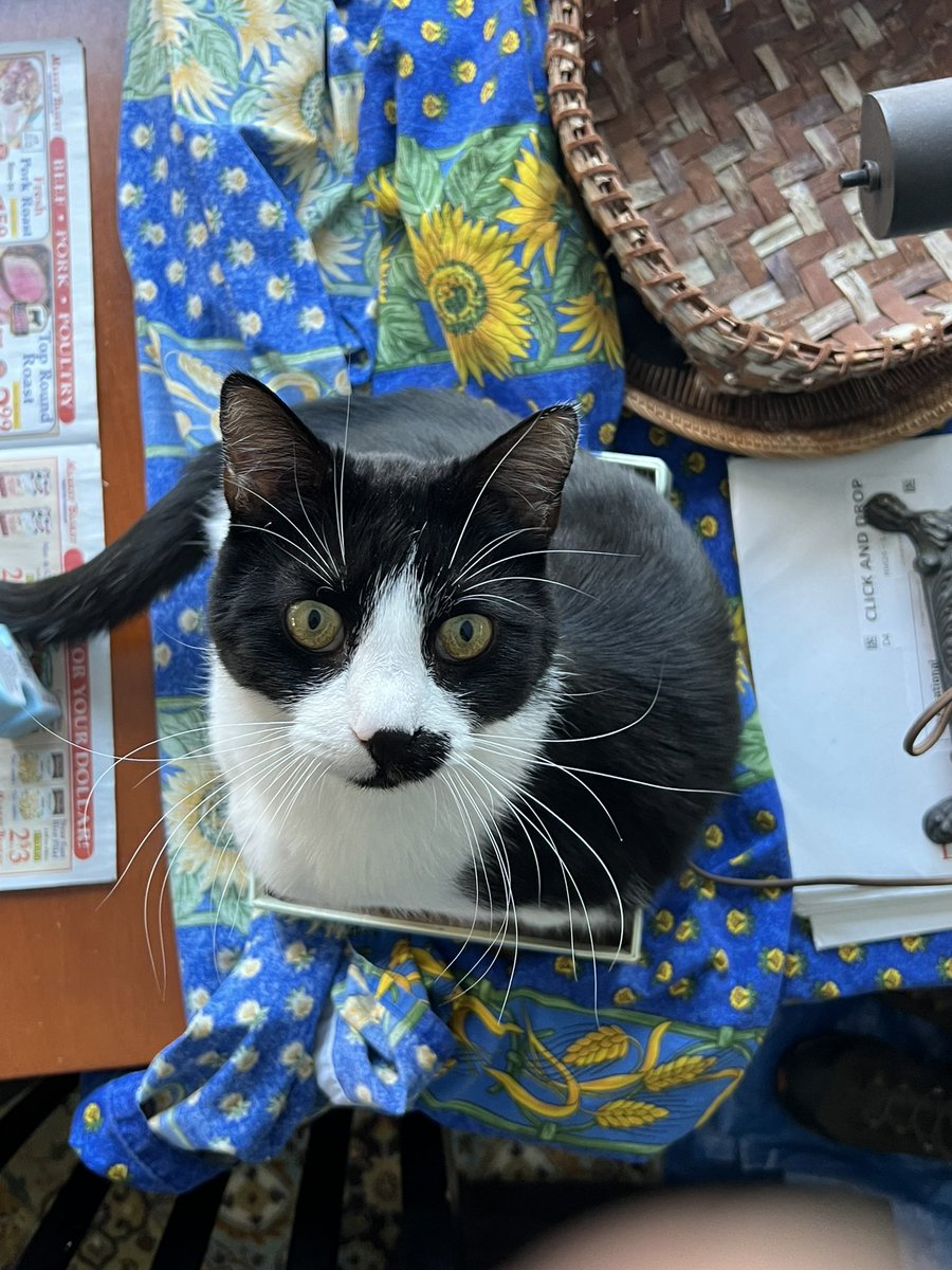 If it fits, I sits…