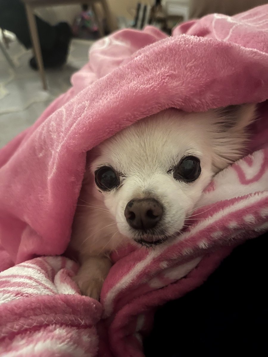 Chanel the Chihuahua is the most relaxed I’ve seen her on bonfire night 🥰 she is normally shivering but looking cosy with #petclassics tonight ⁦<a href="/ClassicFM/">Classic FM</a>⁩