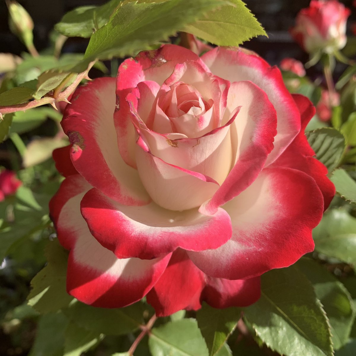 おはよう御座います(*´▽｀)ﾉﾉ 🌸🌸🌸花の便り🌸🌸🌸 つるバラなどは、一株植えれば二年目には何百輪もの花が咲いて、たちまち自宅がバラ園に変身します