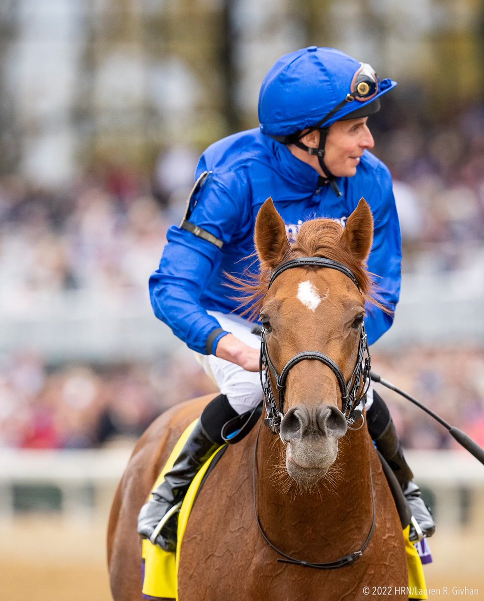 HR_Nation's tweet image. Modern Games is a two-time winner of the ⁦@BreedersCup⁩ following his #bc22 Mike victory ⁦@InsideBackside⁩ photo