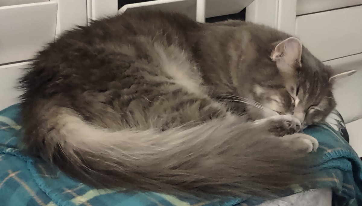 BabyBoyBailey21's tweet photo. My parent says I sleep like a rock.
#CatsOfTwitter #CatsOnTwitter https://t.co/iu2Yex2SyV