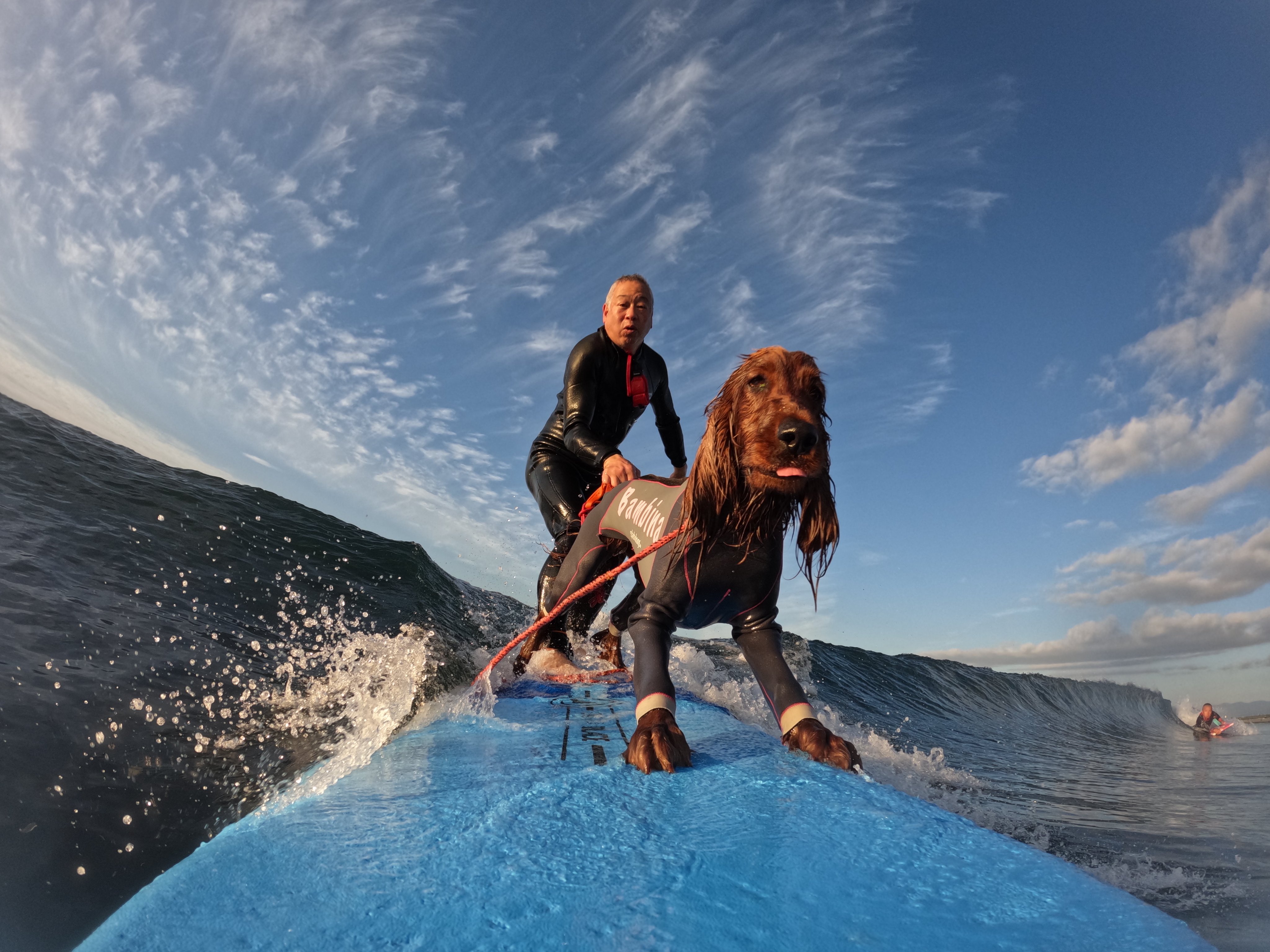 Surfdog Surfing Dog Twitter