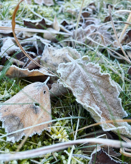 すごい霜おりてた 
