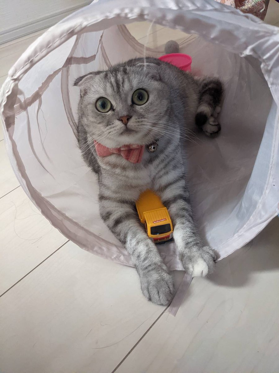 あたしのおもちゃ🐈‍⬛

#スリコ #ねこ #猫 #cat #こねこ #マンチカン #スコティッシュフォールド #猫のいる暮らし #猫好き