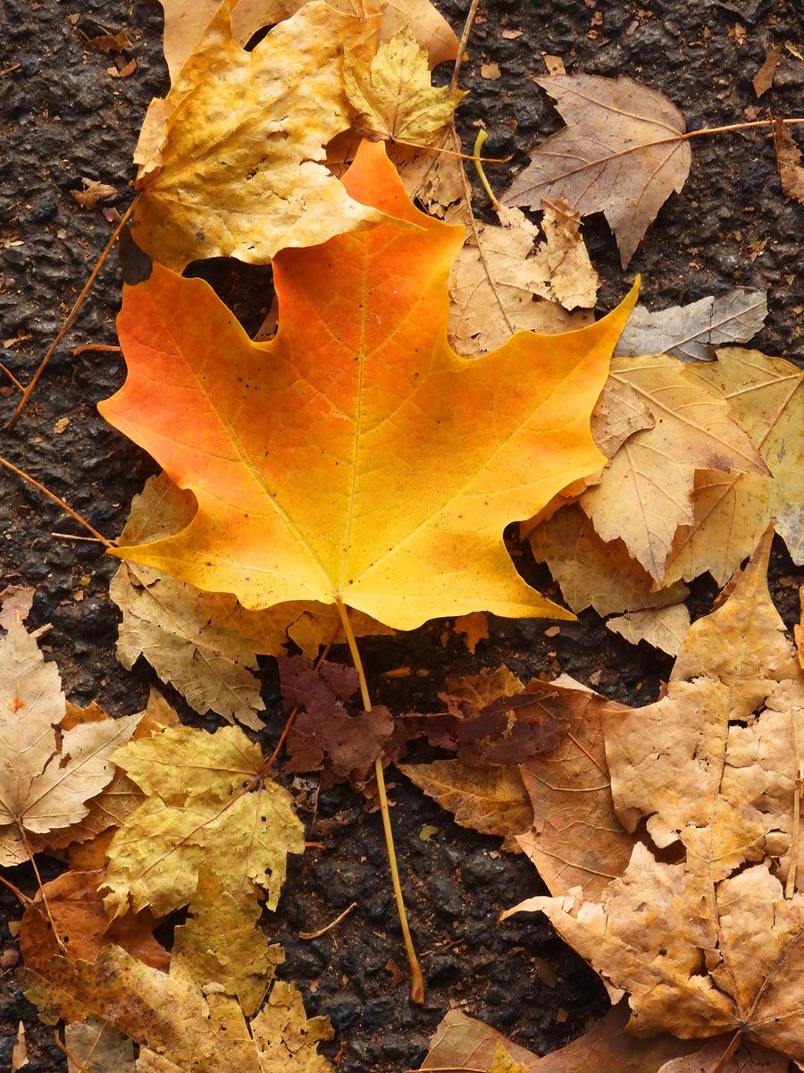 Siouxcq523's tweet photo. Fall colors #inwoodhillpark #inwoodnyc #fallnyc #nycparks https://t.co/x2yGohzYRK