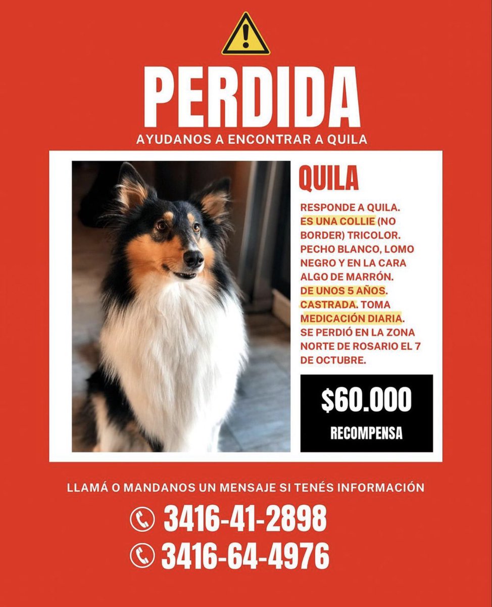 CASI UN MES SIN QUILA 💔
📍Rosario y alrededores.
Te seguimos buscando.