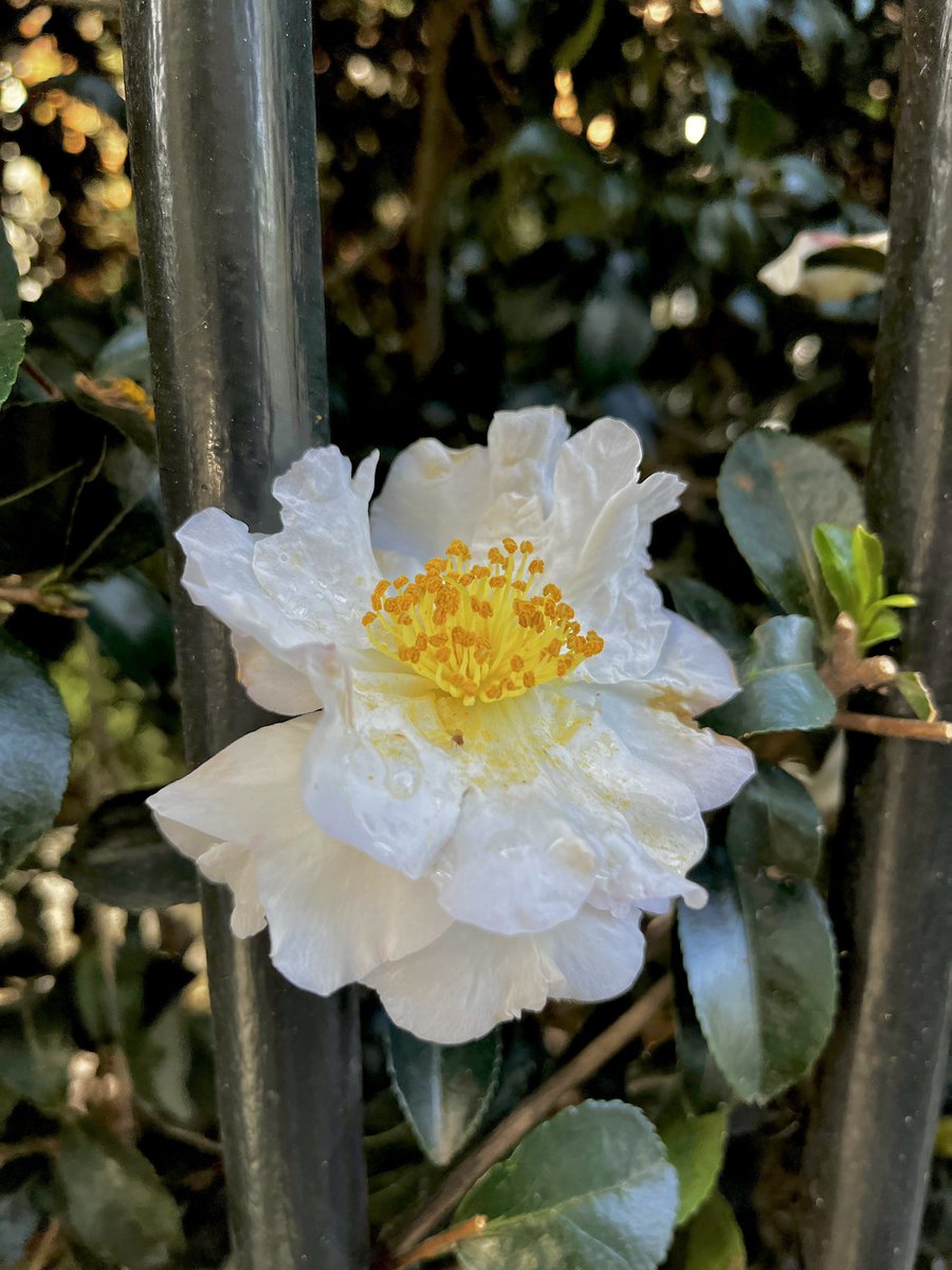 cyndemwalton's tweet photo. Flowers blooming in November 
#charleston #southcarolina #flowers #photography #colorful #fall #autumn #gardening #november #FlowersForPeace https://t.co/QdvuDMQhKg