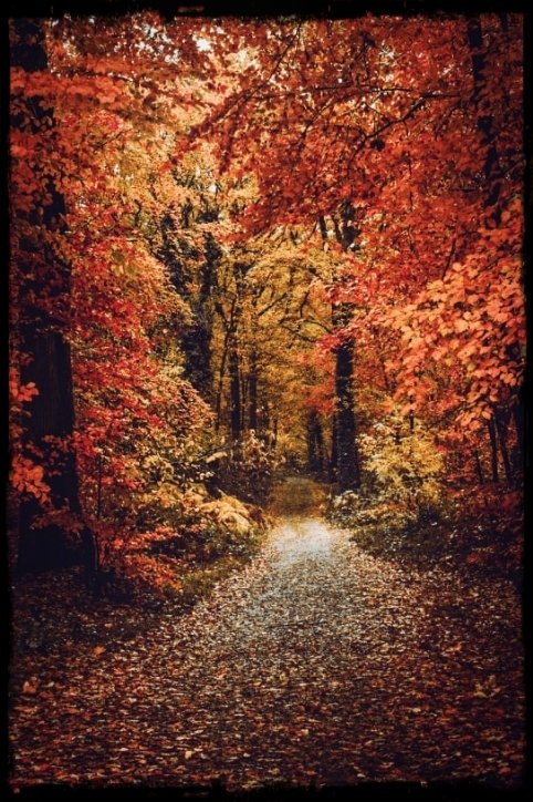 "It is not everyone, said Elinor, who has your passion for dead leaves." - JA