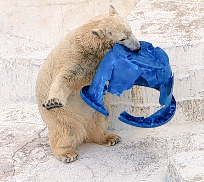 おはようございます😊
#天王寺動物園 #ホウちゃん
