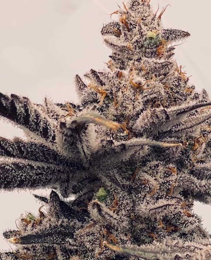 Black 🖤 Ice 🧊
📸 Cannabis Now Magazine 🍁