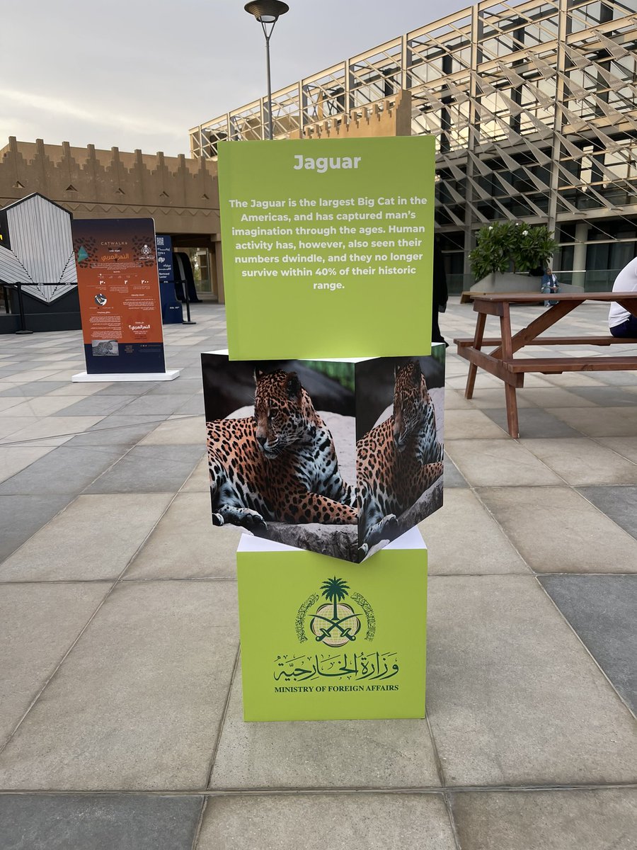 malgelaish's tweet photo. #النمر_العربي 
#cat_walk2022 https://t.co/6ztOuoBNap