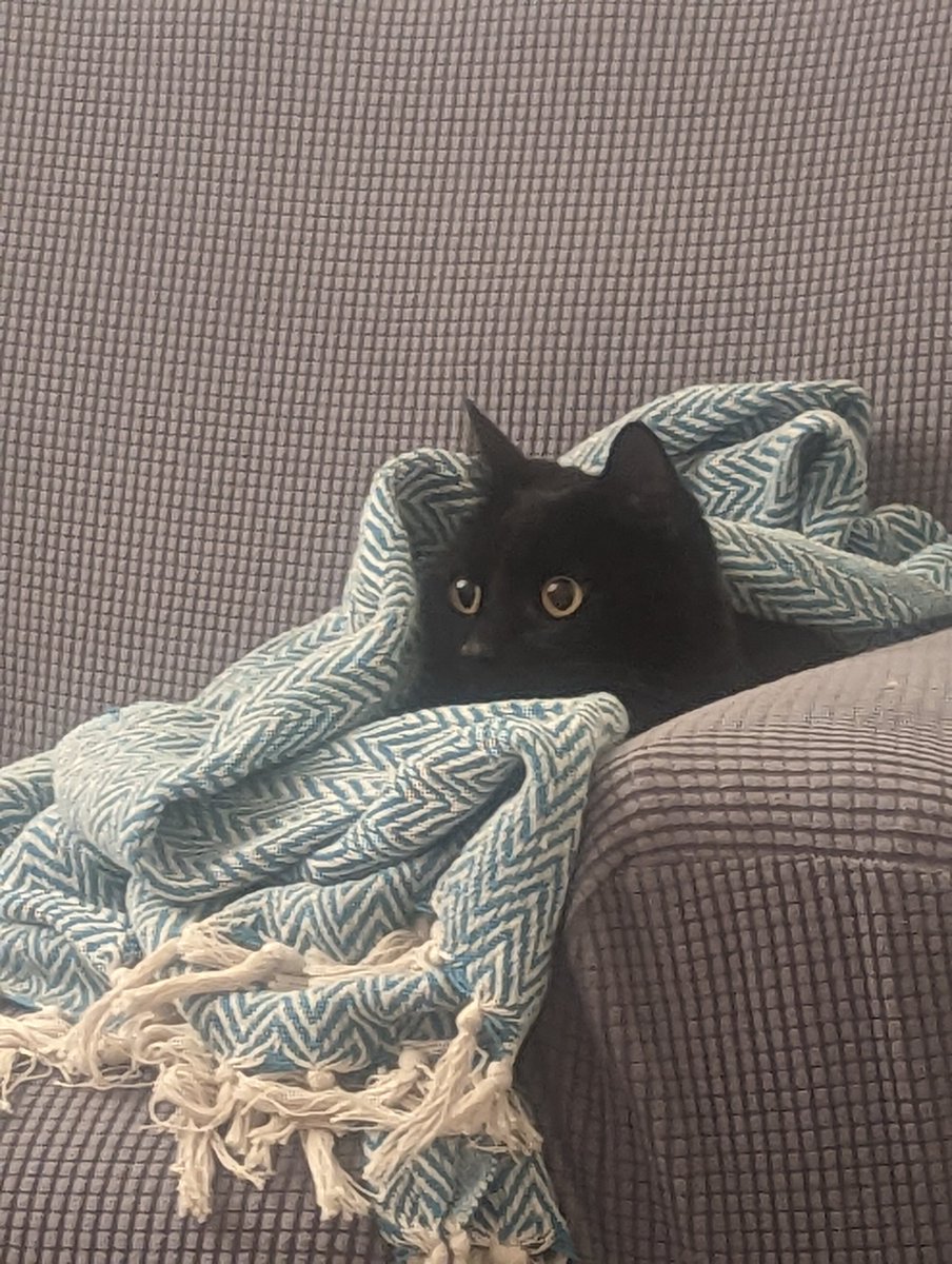 tina_reading's tweet photo. Getting better every year coping with the fireworks thanks to @ClassicFM (he's watching the telly on mute as another distraction!) #Spike #classicfm https://t.co/xEINnEwnfr