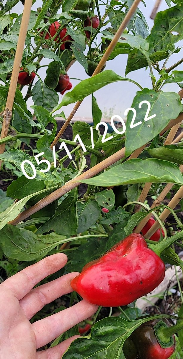 bernie_mullins's tweet photo. Still plenty of growth in polytunnel 🌶🌱 #giy #giyireland https://t.co/F4nuWJwMhW