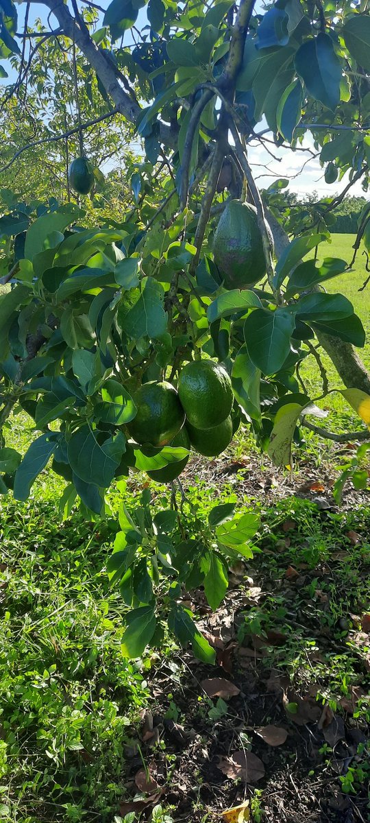 Lenore Rodicio (@lenorerodicio) on Twitter photo November is <a href="/MiamiDadeCounty/">Miami-Dade County</a> Farmer's month. We love spending Saturday's at our #Redland orchard. We're currently harvesting Choquette avocados for our friends and family. 🥑 November is <a href="/MiamiDadeCounty/">Miami-Dade County</a> Farmer's month. We love spending Saturday's at our #Redland orchard. We're currently harvesting Choquette avocados for our friends and family. 🥑