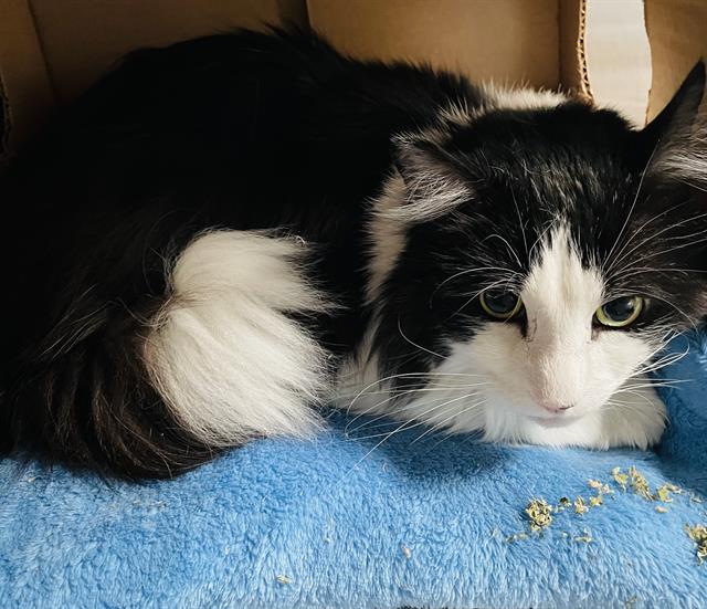 CutePetsLA's tweet photo. Hey! My name is Theodore and I am a neutered male, black and white Dom… https://t.co/E2NL8Pjej6 https://t.co/VMuLAVfxY7