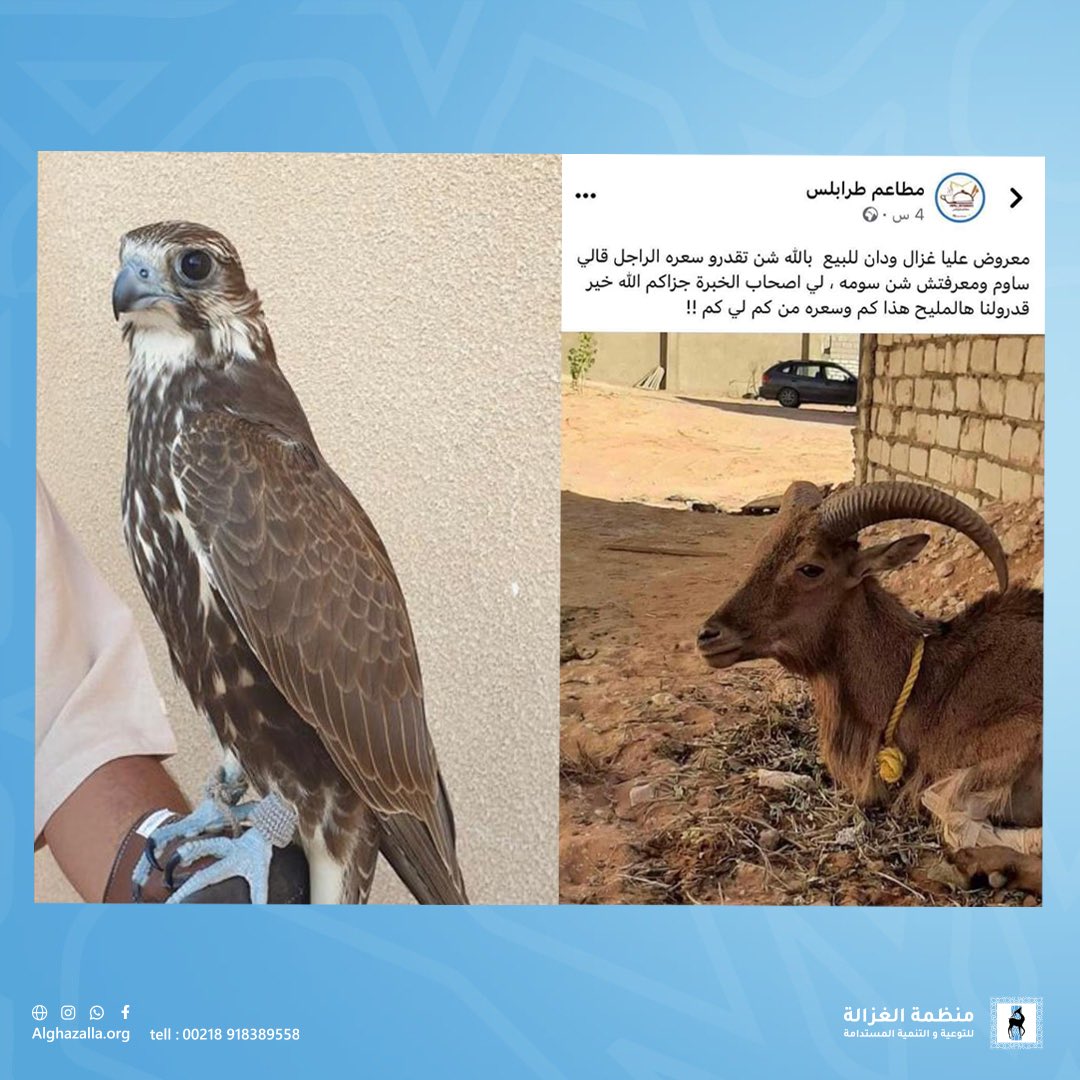 Alghazala_org's tweet photo. نستهجن بشدَّة التجارة في الحيوانات المهددة بالإنقراض، فهي حق عام للدولة الليبية حالها حال الآثار.

نرجو من مؤسسات الدولة الأمنية القيام بواجبها الوطني تجاه هذا النشاط غير الأخلاقي. https://t.co/jF6RVuSQbF