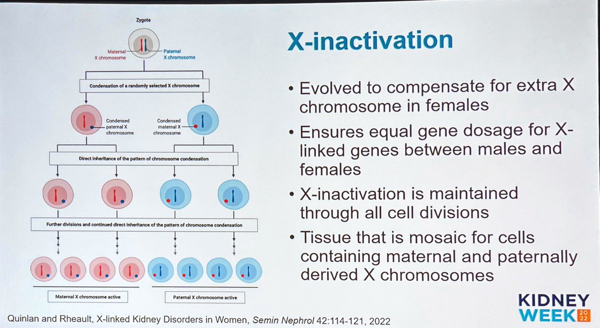 KidneyCathy's tweet photo. X-linked kidney disease in XX females - it all starts with random lionisation of the X chromosome - which copy will be switched off? 
@rheault_m @womeninnephro #kidneywk https://t.co/KJmIMDiH9V