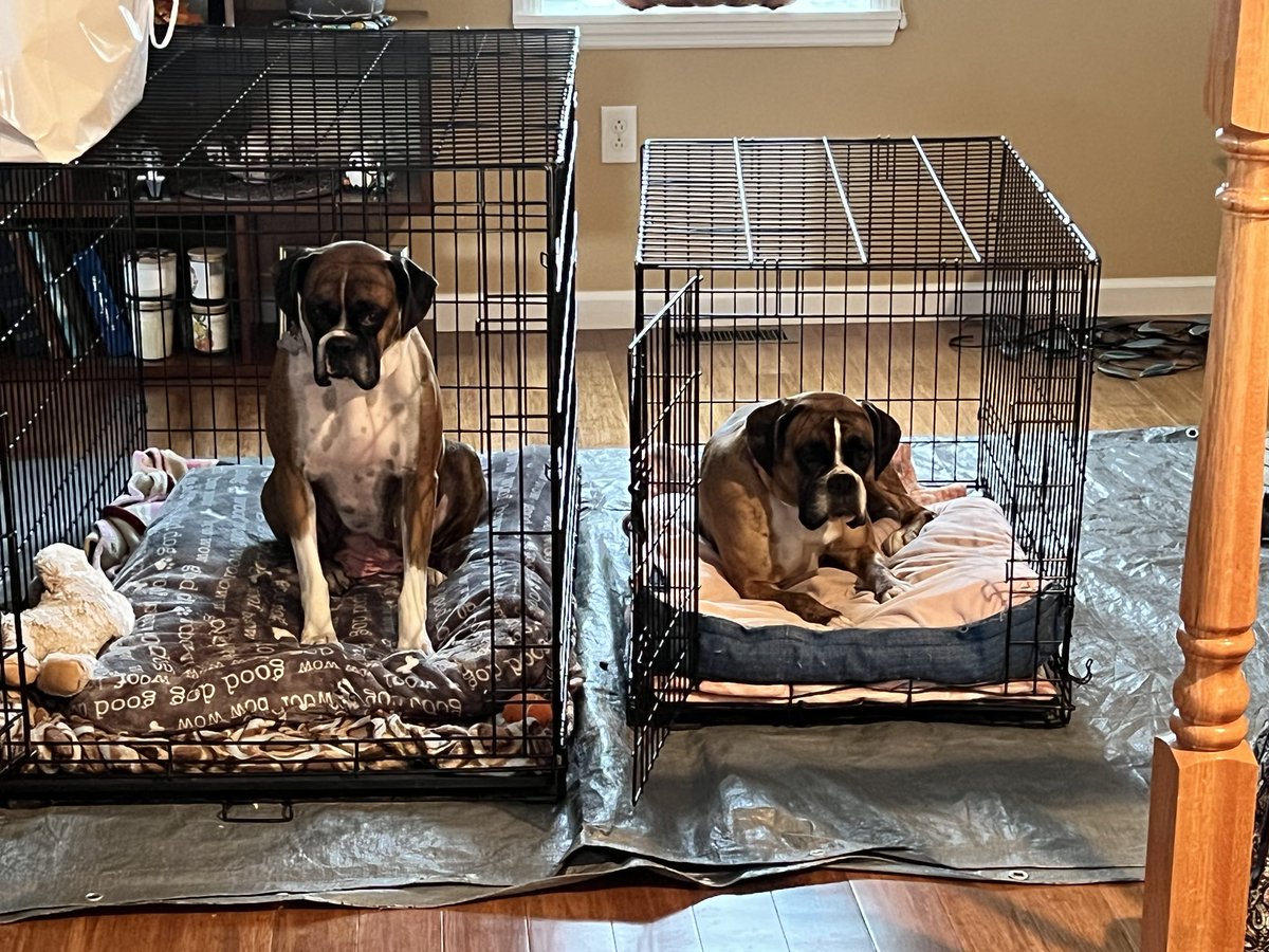 Pixie and Dixie got sprung together from the puppy mill. They are now fully vetted and make quite a team. Fostered in the Wilkes Barre, PA area. #adopt #boxer #boxerrescue #boxerdogs #rescuedog #afostersavedmylife #dogsoftwitter #boxersoftwitter #dogs #boxergirls #cutedogs #dog