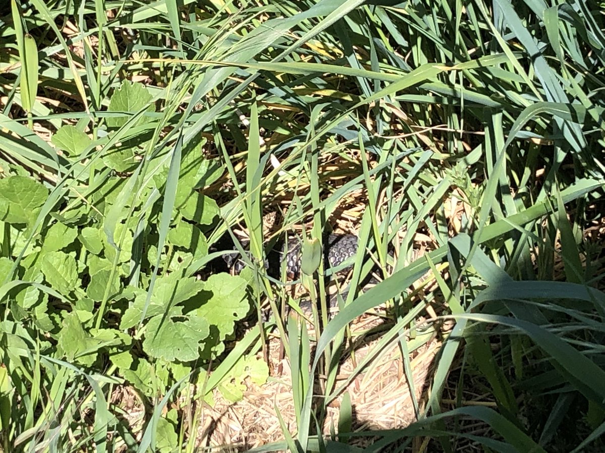 NaglySofie's tweet photo. Was searching for #skinks the other day and the first thing I found was a #tigersnake Made me think twice about looking for skinks in this area with grass so tall that I couldn’t see the ground most places 😂 https://t.co/mPVMsM4LTx