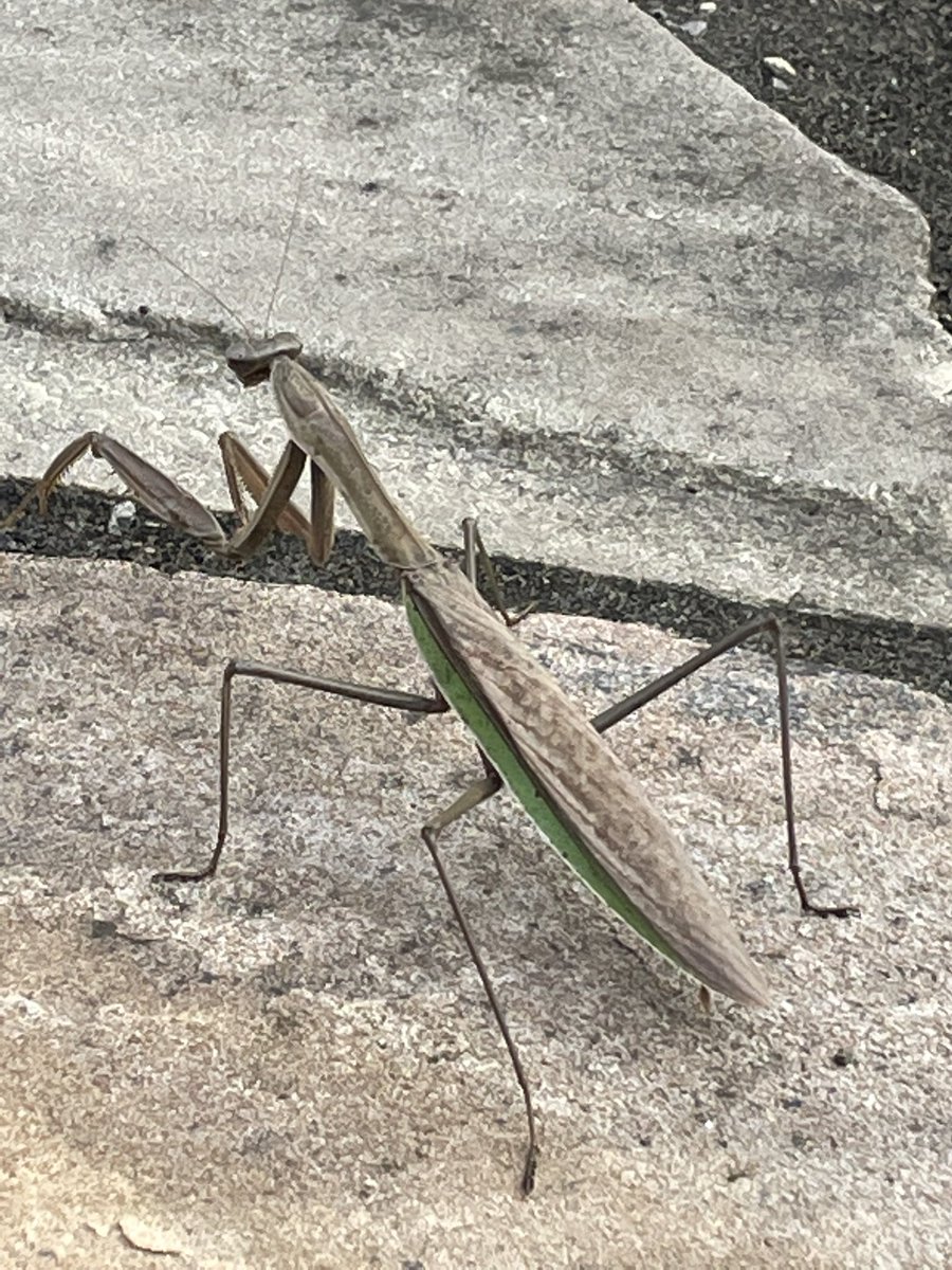pmbragg's tweet photo. Insects are the best in the fall in the piedmont. #getoutside https://t.co/SWcqRPM4sN