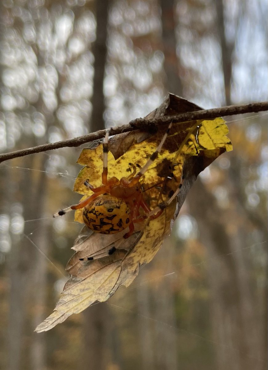 pmbragg's tweet photo. Insects are the best in the fall in the piedmont. #getoutside https://t.co/SWcqRPM4sN