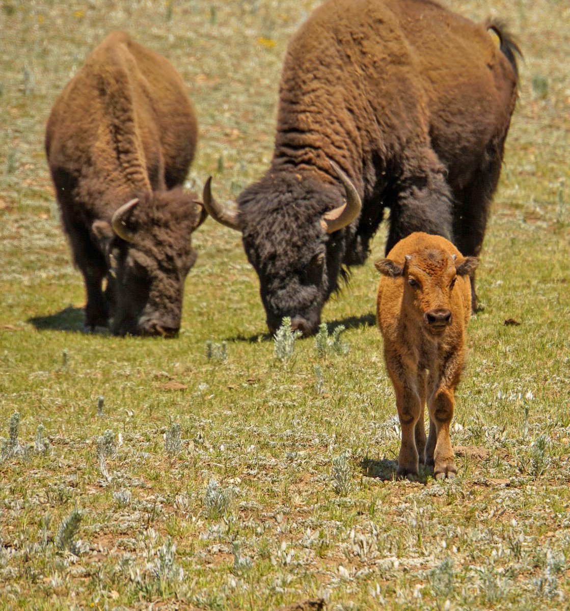 Grand Canyon NPS (@grandcanyonnps) on Twitter photo During 2022, Grand Canyon wildlife managers successfully relocated 58 bison from the North Rim of Grand Canyon National Park to the Intertribal Buffalo Council. <a href="/ITBCBuffNation/">InterTribal Buffalo Council</a>
The 2022 Summary Report is available here > go.nps.gov/22-bison
#Bison #GrandCanyon #Arizona During 2022, Grand Canyon wildlife managers successfully relocated 58 bison from the North Rim of Grand Canyon National Park to the Intertribal Buffalo Council. <a href="/ITBCBuffNation/">InterTribal Buffalo Council</a>
The 2022 Summary Report is available here > go.nps.gov/22-bison
#Bison #GrandCanyon #Arizona