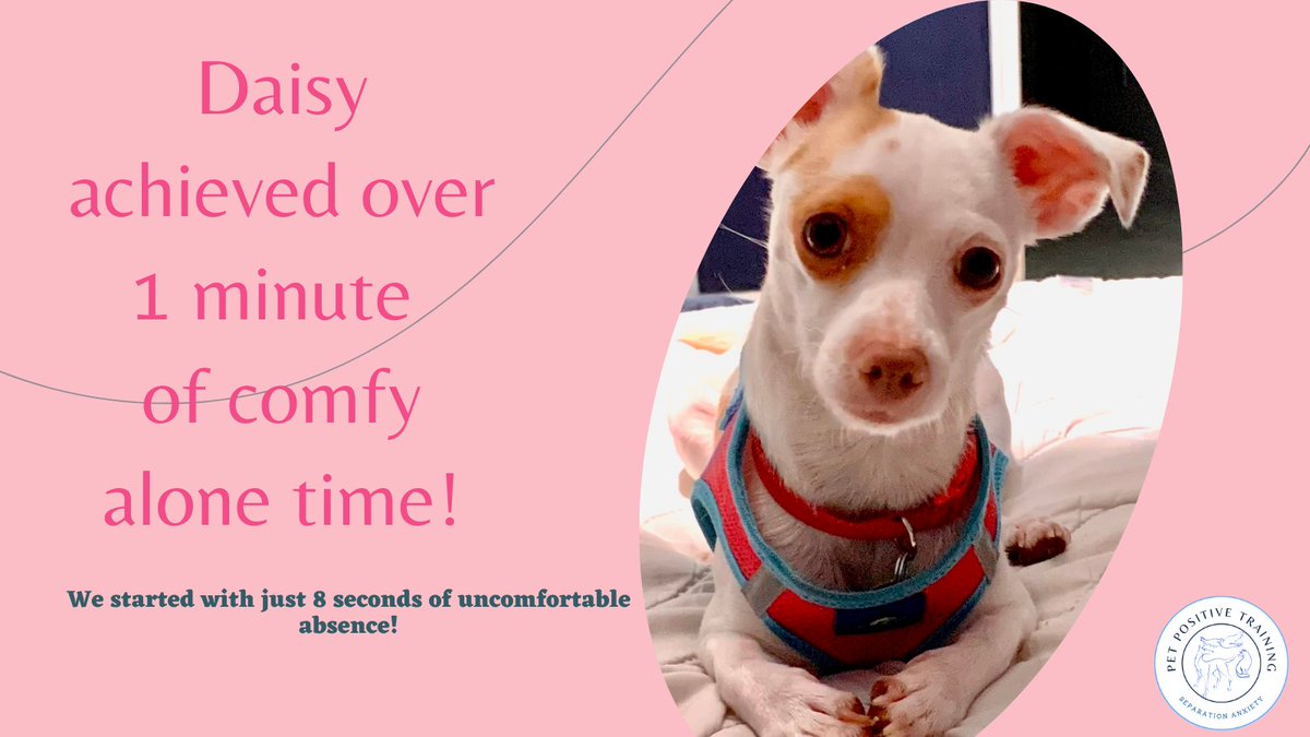 PetPositiveTra9's tweet photo. Daisy achieved 1 minute of alone time! We are building up her comfort with alone time carefully and incrementally for long-lasting and happy results!
#separationanxiety #dogtrainingtips #dogtrainer https://t.co/aPAEVRUXSl