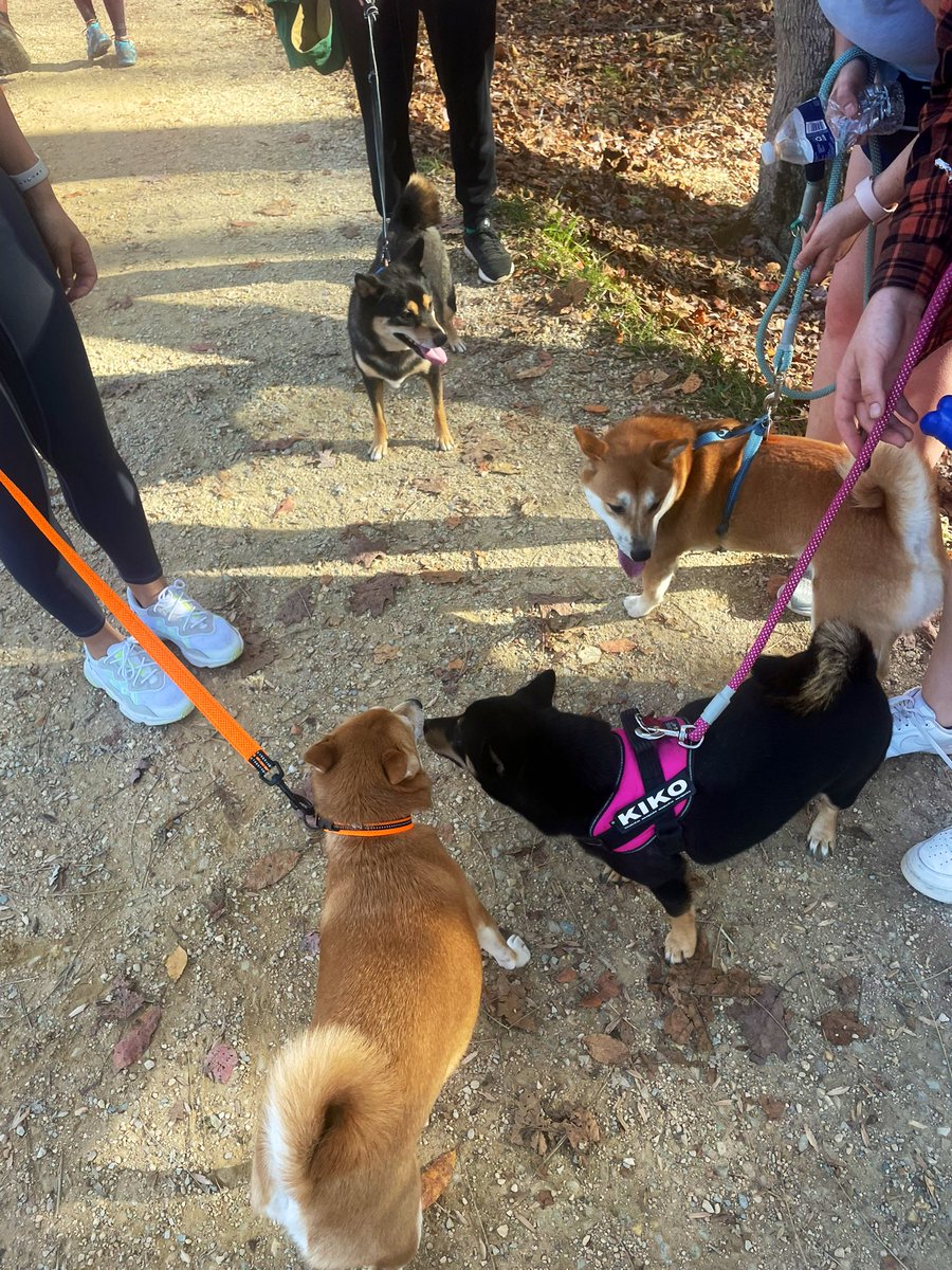 when you’re out for a walk &amp; meet your doppelgänger 🐕💕