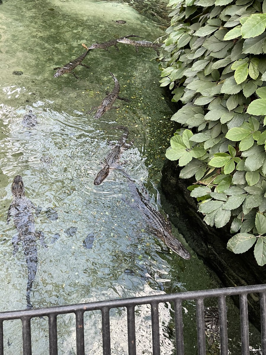 Tanios Bekaii-Saab, MD tweet media